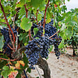 PLANT IN A BOX - Vigne à raisin - Set de 3 - Vitis vinifera 'Cabernet franc' - H25-40cm - ⌀9cm - vignette
