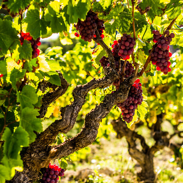 PLANT IN A BOX - Vigne à raisin - Set de 3 - Vitis vinifera 'Pinot Gris' - Hauteur 25-40cm - ⌀9cm - large
