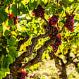 PLANT IN A BOX - Vigne à raisin - Set de 3 - Vitis vinifera 'Pinot Gris' - Hauteur 25-40cm - ⌀9cm - vignette