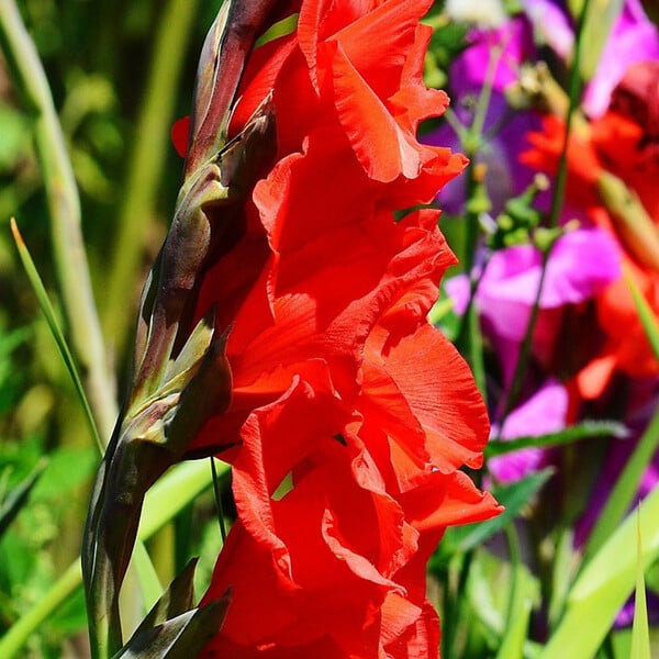 PLANT IN A BOX - Mélange de bulbes des Pays-Bas - Set de 125 - Gladiolus, Dahlia, Freesia - large