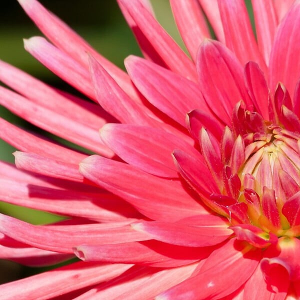 PLANT IN A BOX - Mélange de bulbes pour le jardin - Set de 125 - Rose - large