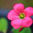 PLANT IN A BOX - Mélange de bulbes pour le jardin - Set de 125 - Rose - vignette