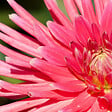 PLANT IN A BOX - Mélange de bulbes pour le jardin - Set de 250 - Dahlia Gladiolus Freesia Oxalis - vignette