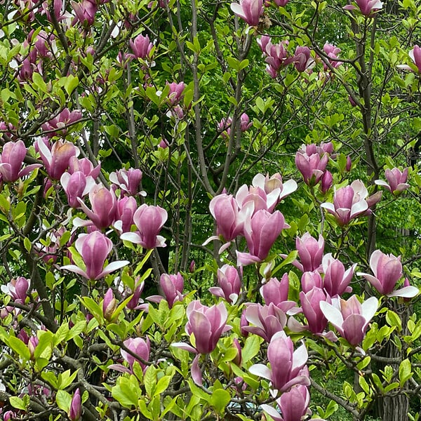 PLANT IN A BOX - Arbre à tulipes - Set de 3 - Magnolia 'Susan' - Hauteur 25-40cm - ⌀9cm - large