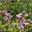 PLANT IN A BOX - Arbre à tulipes - Set de 3 - Magnolia 'Susan' - Hauteur 25-40cm - ⌀9cm - vignette