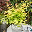 PLANT IN A BOX - érable du Japon - Set de 3 - Acer palmatum - Hauteur 60-70cm - âŒ€19cm - vignette