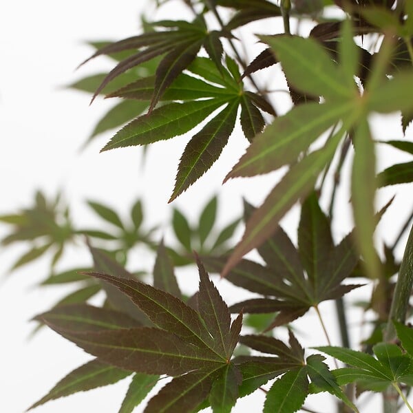 PLANT IN A BOX - érable du Japon - Set de 3 - Acer palmatum - Hauteur 60-70cm - âŒ€19cm - large