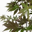 PLANT IN A BOX - érable du Japon - Set de 3 - Acer palmatum - Hauteur 60-70cm - âŒ€19cm - vignette