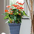 PLANT IN A BOX - Langue de feu - Anthurium 'Madural Orange' - Hauteur 55-70cm - Pot 17cm - vignette