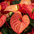 PLANT IN A BOX - Langue de feu - Anthurium 'Madural Orange' - Hauteur 55-70cm - Pot 17cm - vignette
