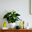 PLANT IN A BOX - Langue de feu - Anthurium 'Alaska White' - Hauteur 55-70cm - Pot 17cm - vignette