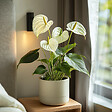 PLANT IN A BOX - Langue de feu - Anthurium 'Alaska White' - Hauteur 55-70cm - Pot 17cm - vignette