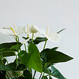 PLANT IN A BOX - Langue de feu - Anthurium 'Alaska White' - Hauteur 55-70cm - Pot 17cm - vignette