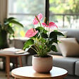 PLANT IN A BOX - Langue de feu - Anthurium 'Sweet Dream' - Hauteur 35-45cm - Pot 12cm - vignette