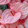 PLANT IN A BOX - Langue de feu - Anthurium 'Sweet Dream' - Hauteur 35-45cm - Pot 12cm - vignette
