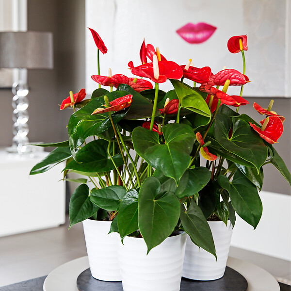 PLANT IN A BOX - Langue de feu - Anthurium 'Madural Red' - Hauteur 55-70cm - Pot 17cm - large