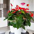 PLANT IN A BOX - Langue de feu - Anthurium 'Madural Red' - Hauteur 55-70cm - Pot 17cm - vignette