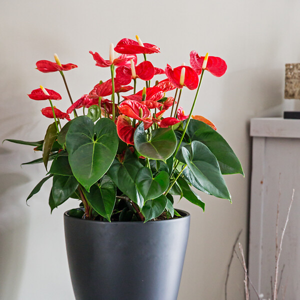 PLANT IN A BOX - Langue de feu - Anthurium 'Madural Red' - Hauteur 55-70cm - Pot 17cm - large