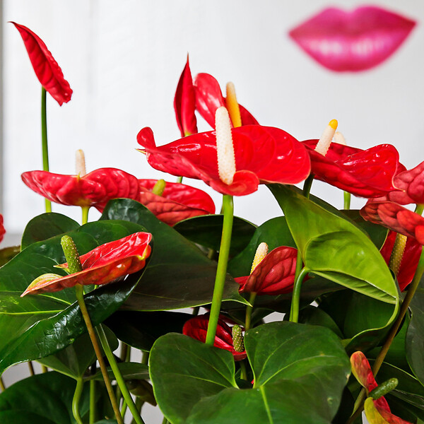 PLANT IN A BOX - Langue de feu - Anthurium 'Madural Red' - Hauteur 55-70cm - Pot 17cm - large