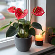PLANT IN A BOX - Langue de feu - Anthurium 'Royal Champion' - Hauteur 35-45cm - Pot 12cm - vignette