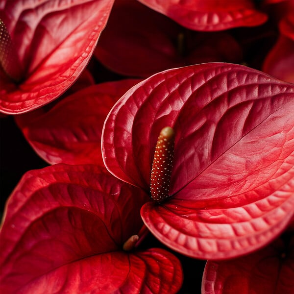 PLANT IN A BOX - Langue de feu - Anthurium 'Royal Champion' - Hauteur 35-45cm - Pot 12cm - large