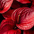 PLANT IN A BOX - Langue de feu - Anthurium 'Royal Champion' - Hauteur 35-45cm - Pot 12cm - vignette