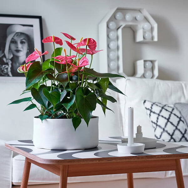 PLANT IN A BOX - Langue de feu - Anthurium 'Maine Pink' - Hauteur 55-70cm - Pot 17cm - large