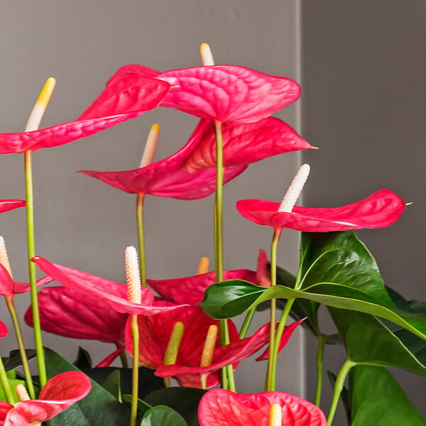 PLANT IN A BOX - Langue de feu - Anthurium 'Maine Pink' - Hauteur 55-70cm - Pot 17cm - large