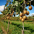 PLANT IN A BOX - Kiwi - Set de 6 - Actinidia deliciosa 'Jenny' - Hauteur 20-40cm - ⌀9cm - vignette