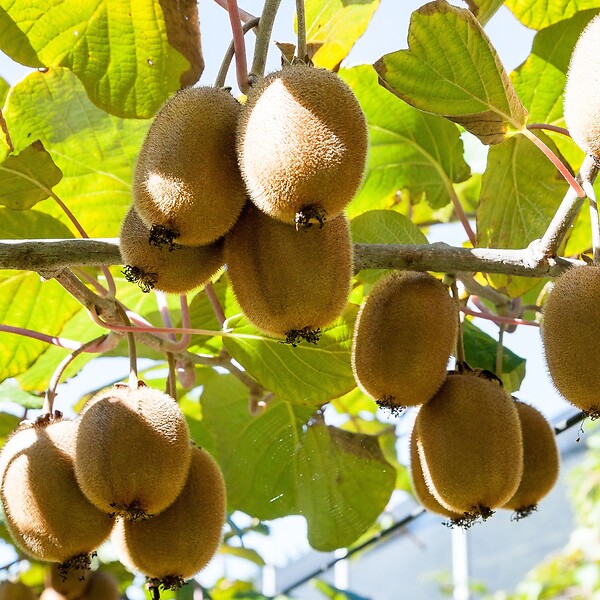 PLANT IN A BOX - Kiwi - Set de 3 - Actinidia deliciosa 'Jenny' - Hauteur 20-40cm - ⌀9cm - large