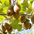 PLANT IN A BOX - Kiwi - Set de 3 - Actinidia deliciosa 'Jenny' - Hauteur 20-40cm - ⌀9cm - vignette