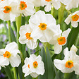 PLANT IN A BOX - Mélange de bulbes pour le jardin - Set de 25 - Narcissus, Tulipa, Hyacinthus - vignette