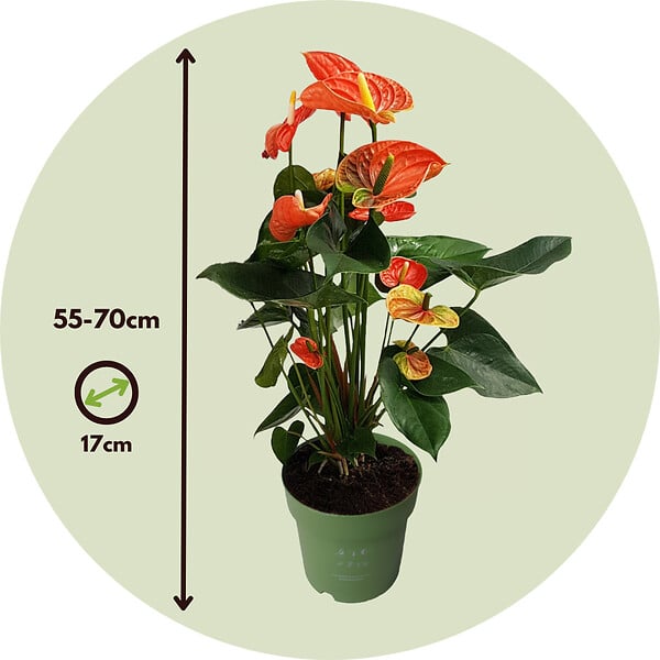 PLANT IN A BOX - Langue de feu - Anthurium 'Madural Orange' - Hauteur 55-70cm - Pot 17cm - large