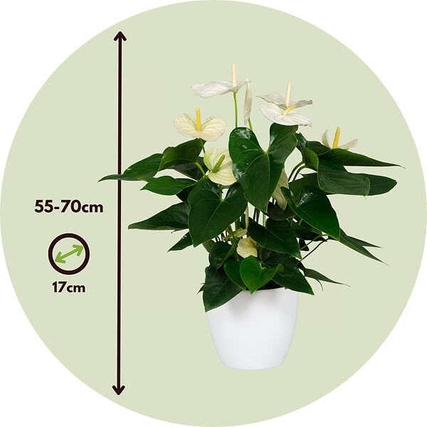 PLANT IN A BOX - Langue de feu - Anthurium 'Alaska White' - Hauteur 55-70cm - Pot 17cm - large
