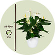 PLANT IN A BOX - Langue de feu - Anthurium 'Alaska White' - Hauteur 55-70cm - Pot 17cm - vignette
