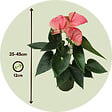 PLANT IN A BOX - Langue de feu - Anthurium 'Sweet Dream' - Hauteur 35-45cm - Pot 12cm - vignette