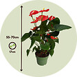 PLANT IN A BOX - Langue de feu - Anthurium 'Madural Red' - Hauteur 55-70cm - Pot 17cm - vignette