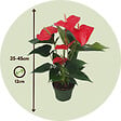 PLANT IN A BOX - Langue de feu - Anthurium 'Royal Champion' - Hauteur 35-45cm - Pot 12cm - vignette