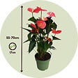PLANT IN A BOX - Langue de feu - Anthurium 'Maine Pink' - Hauteur 55-70cm - Pot 17cm - vignette
