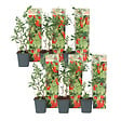 PLANT IN A BOX - Baie de Goji - Set de 6 - Lycium barbarum - Hauteur 25-40cm - ⌀9cm - vignette