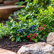 PLANT IN A BOX - Mélange de plantes fruitières - Set de 3 - Lycium, Vaccinium - H25-40cm - ⌀9cm - vignette