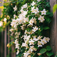 PLANT IN A BOX - Jasmin étoilé - Set de 6 - Jasminum 'Officinale'  - Hauteur 25-40cm - ⌀9cm - vignette