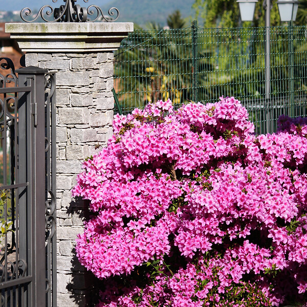 PLANT IN A BOX - Azalée - Set de 4 - Rhododendron azalea 'Anouk' - Hauteur 25-40cm - ⌀17cm - large