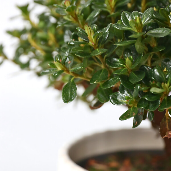 PLANT IN A BOX - Azalée - Set de 4 - Rhododendron azalea 'Anouk' - Hauteur 25-40cm - ⌀17cm - large