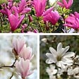 PLANT IN A BOX - Arbre à tulipes - Set de 3 - Magnolia - Hauteur 25-40cm - ⌀9cm - vignette