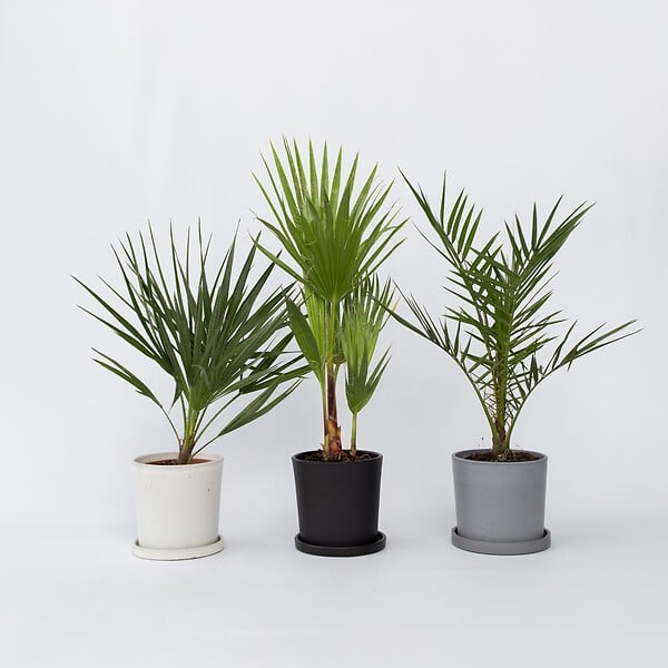 PLANT IN A BOX - Mélange de palmiers d'extérieur - Set de 6 - Hauteur 50-70cm - ⌀15cm - large
