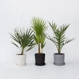 PLANT IN A BOX - Mélange de palmiers d'extérieur - Set de 6 - Hauteur 50-70cm - ⌀15cm - vignette