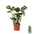 PLANT IN A BOX - Plante à trous - Monstera deliciosa - Hauteur 70-80cm - ⌀21cm - vignette