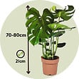 PLANT IN A BOX - Plante à trous - Monstera deliciosa - Hauteur 70-80cm - ⌀21cm - vignette