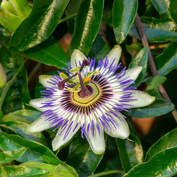 PLANT IN A BOX - Passiflore - Set de 3 - Passiflora hybridum - Hauteur 25-40cm - ⌀9cm - large